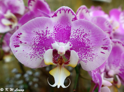 Phalaenopsis  orchid DSC00520