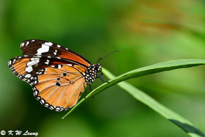 Danaus chysippus DSC_9623