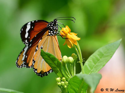 Danaus chysippus DSC_9619