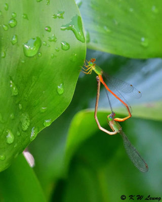 Ceriagrion auranticum (琉球橘黃蟌)