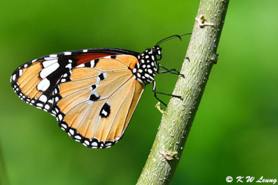 Danaus chysippus DSC_9652