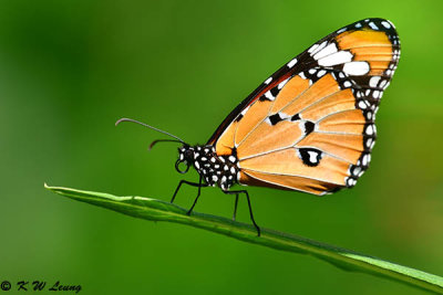 Danaus chysippus DSC_9631