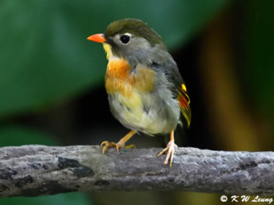 Red-billed Leiothrix DSC_0567