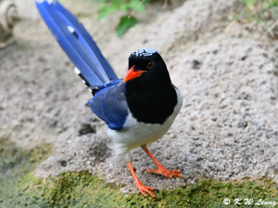 Blue Magpie DSC_0359