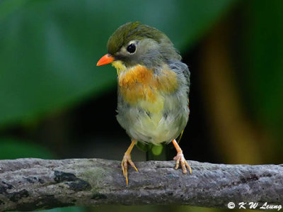 Red-billed Leiothrix DSC_0571