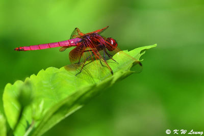 Trithemis aurora DSC_0404