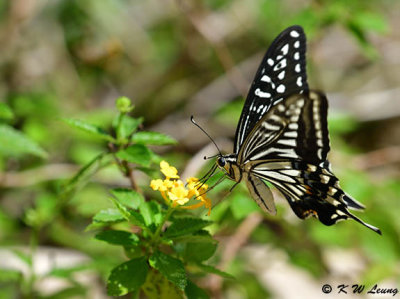 Papilio xuthus DSC_1787