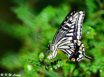Papilio xuthus  DSC_1441