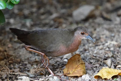 Ruddy-breasted Crake DSC_1585