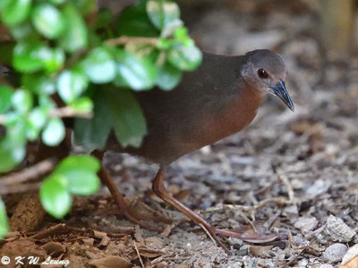 Ruddy-breasted Crake (紅胸田鷄)