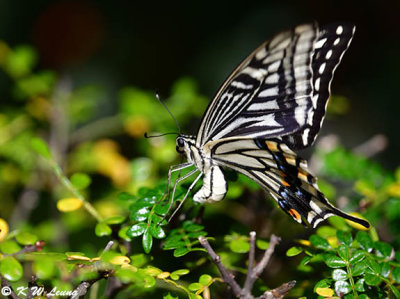 Papilio xuthus DSC_1449