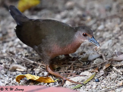 Ruddy-breasted Crake DSC_1692