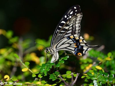 Papilio xuthus DSC_1445