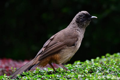 Masked Laughingthrush DSC_0664