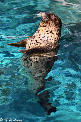 Spotted seal DSC_2166