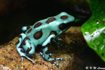 Green and Black Poison Dart Frog DSC_2226