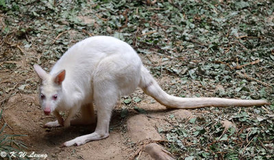 White kangaroo DSC_2296