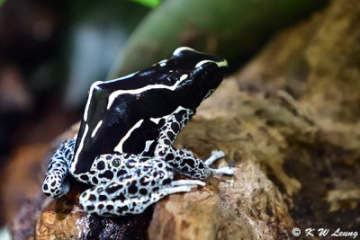 Dyeing Poison Dart Frog DSC_2207