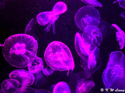 Jellyfish DSC_2271
