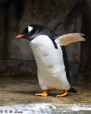 Gentoo penguin DSC_2151