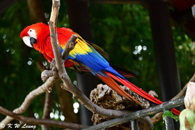 Scarlet Macaw DSC_2189