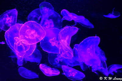 Jellyfish DSC_2269