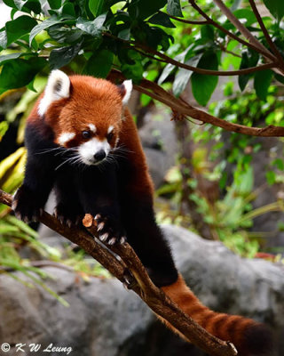 Red panda DSC_2310