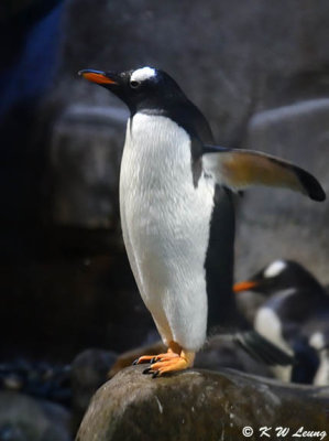 Gentoo penguin DSC_2157