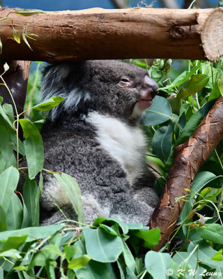 Koala DSC_2285