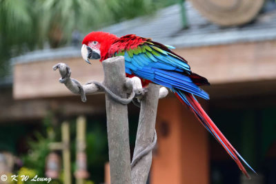 Scarlet Macaw DSC_2304