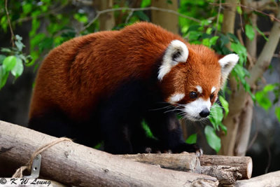 Red panda DSC_2315