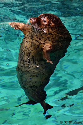 Spotted seal DSC_2159