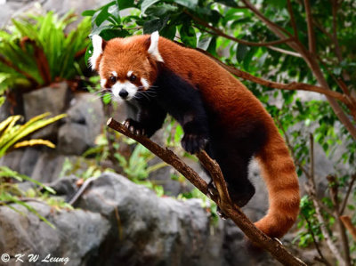 Red panda DSC_2312