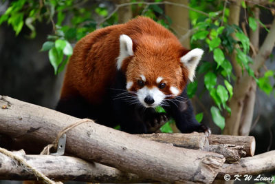 Red panda DSC_2316