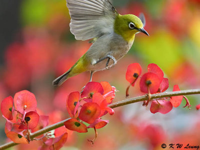 Japanese White-eye DSC_2986