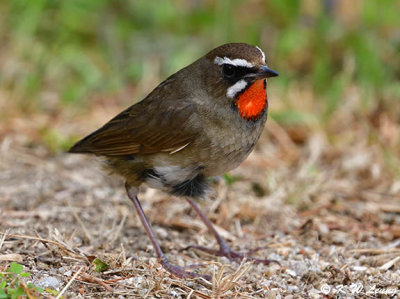 Siberian Rubythroat (紅喉歌鴝)