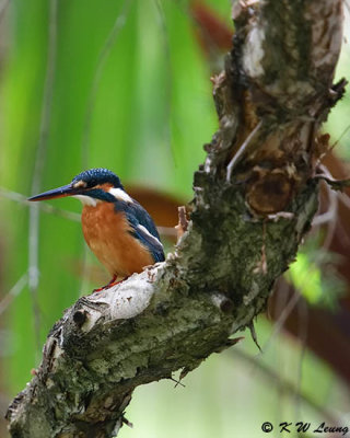 Common Kingfisher DSC_4001