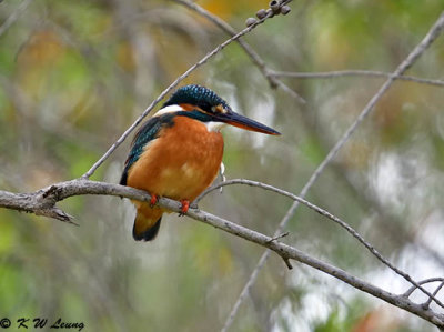 Common Kingfisher DSC_4055