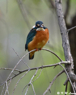 Common Kingfisher DSC_4036