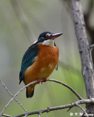 Common Kingfisher DSC_4034