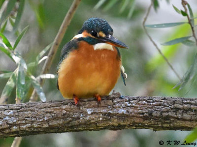 Common Kingfisher DSC_4678