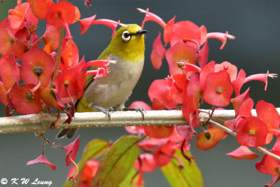 Japanese White-eye DSC_4072