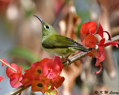 Fork-tailed Sunbird DSC_3951