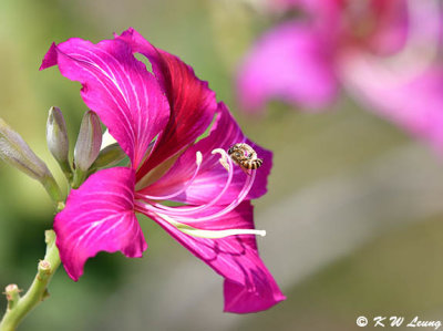 Bauhinia variegata DSC_5145