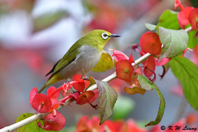 Japanese White-eye DSC_4083