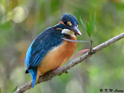 Common Kingfisher DSC_4644