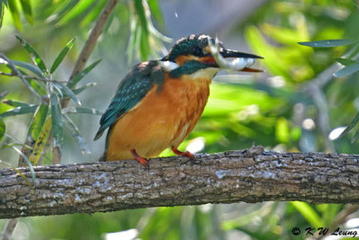 Common Kingfisher DSC_5254