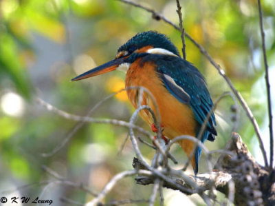 Common Kingfisher DSC_5246