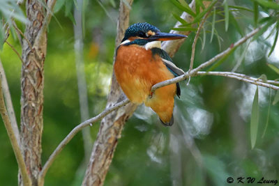 Common Kingfisher DSC_5369