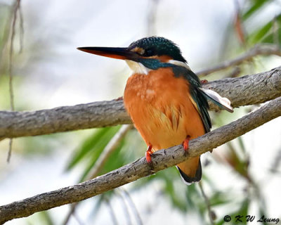 Common Kingfisher DSC_5498